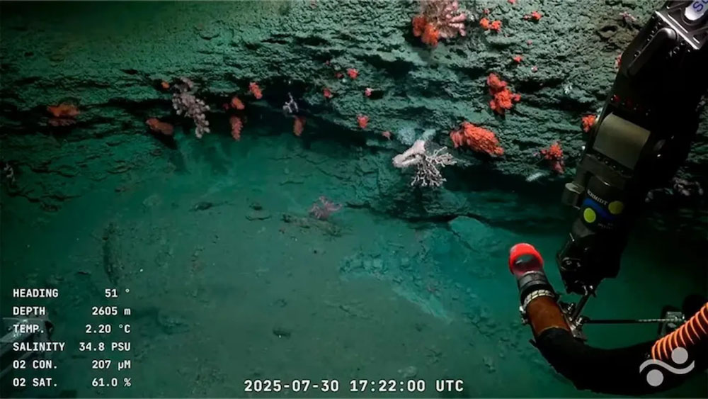 Sand and sea life underwater